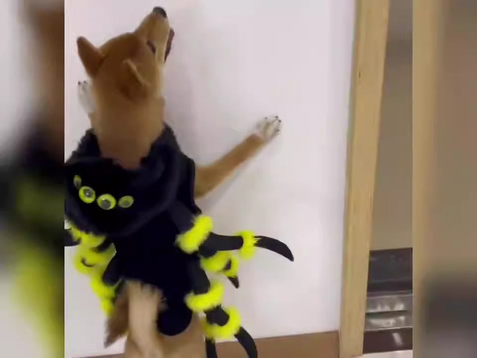 Déguisement araignée pour chien et chat, vue 7